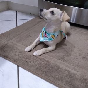 NWOT Bandana dog new size small doublesided